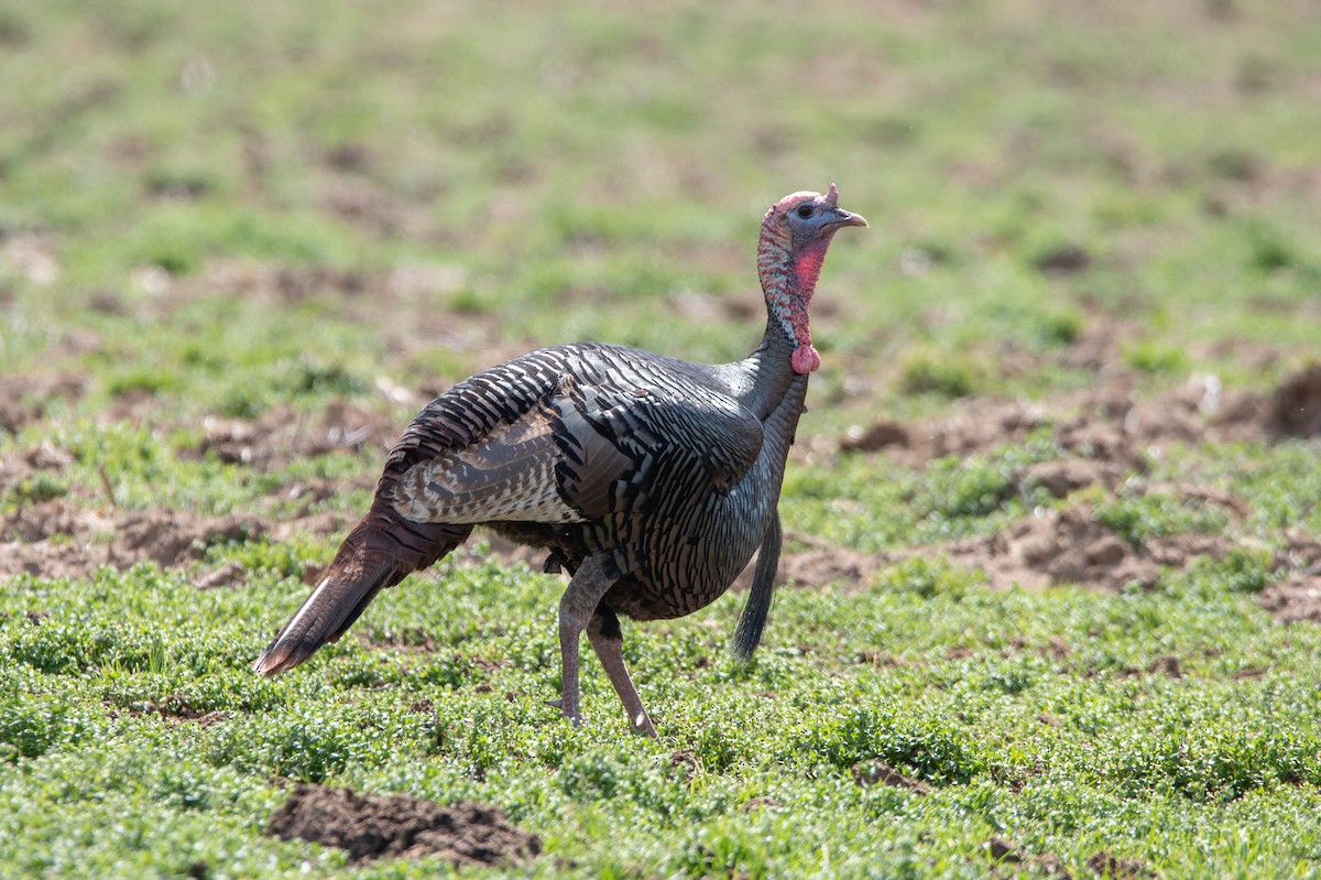 Wild Turkey - David Ferris