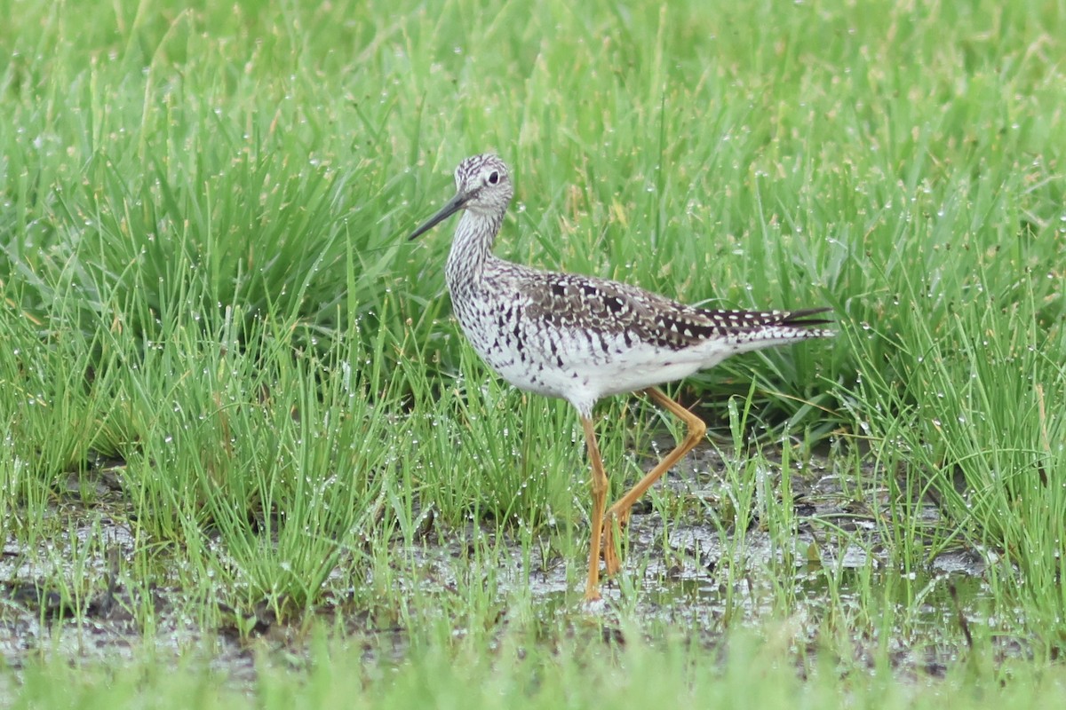 Greater Yellowlegs - Vikas Madhav Nagarajan