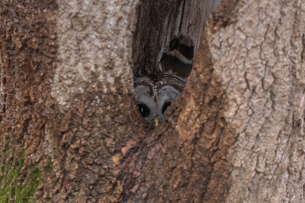 Barred Owl - David Ferris