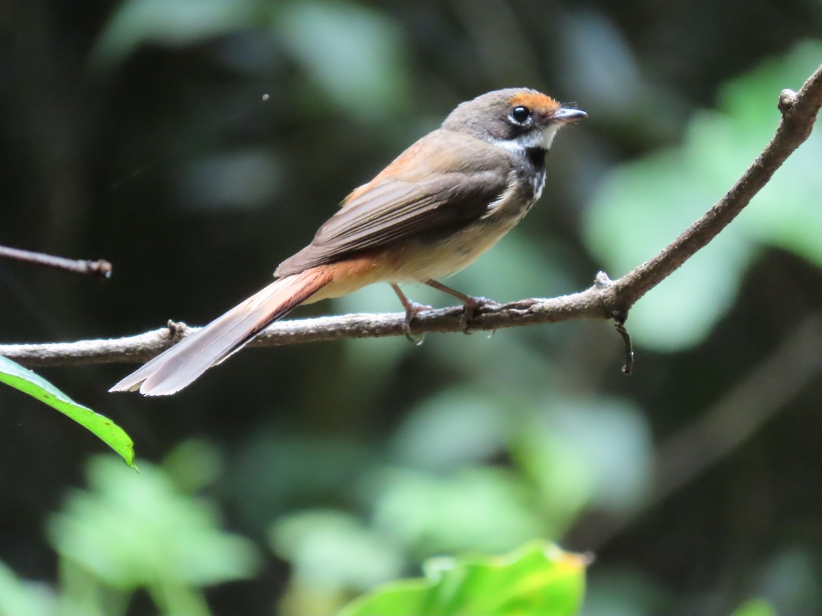 Australian Rufous Fantail - Rolo Rodsey