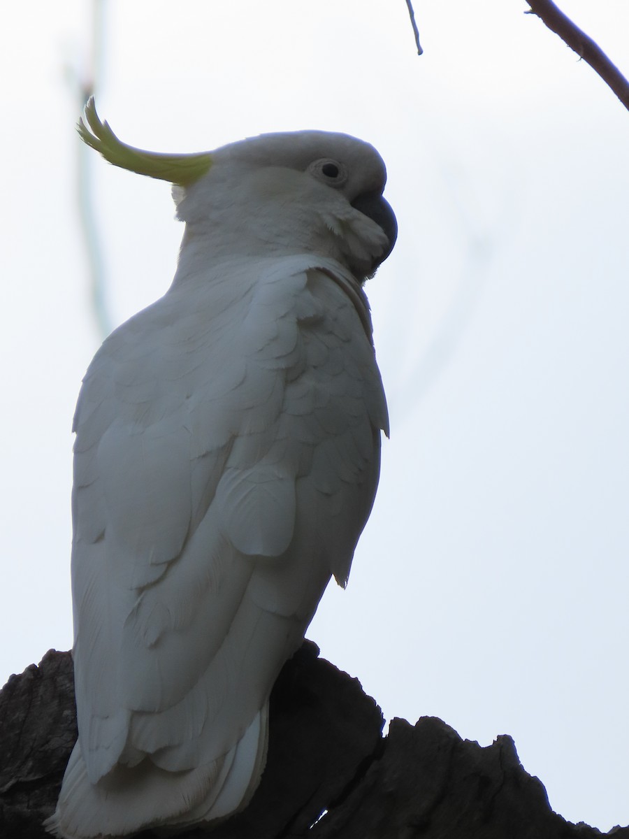 Sulphur-crested Cockatoo - Rolo Rodsey