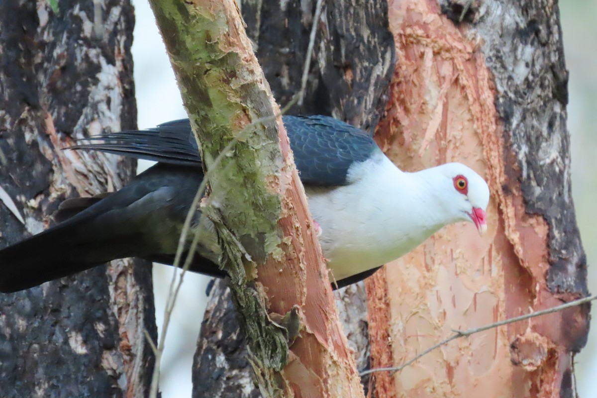 Pigeon leucomèle - ML618808516