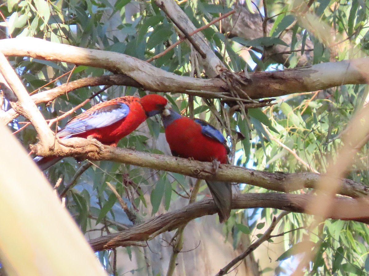 Crimson Rosella - Rolo Rodsey