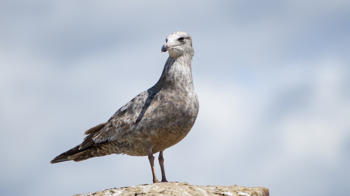 Herring Gull (American) - ML618808518