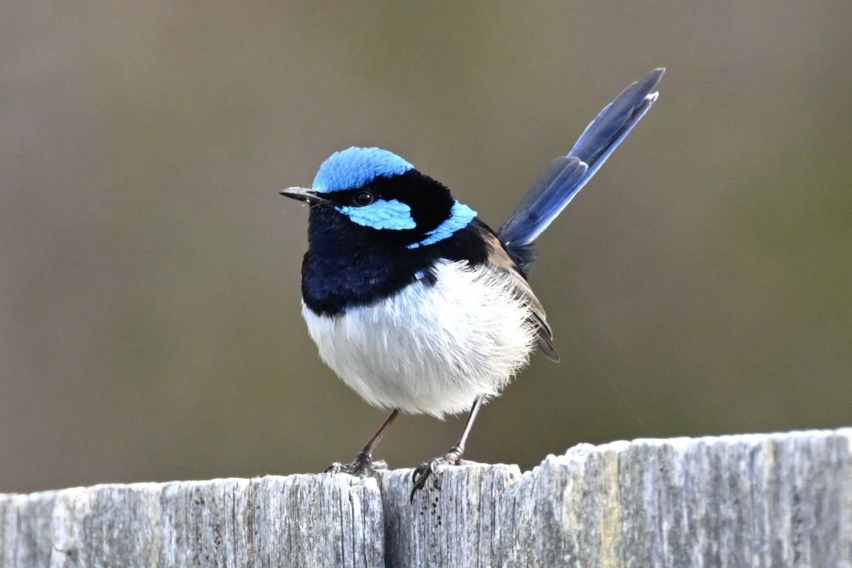 Superb Fairywren - ML618808521