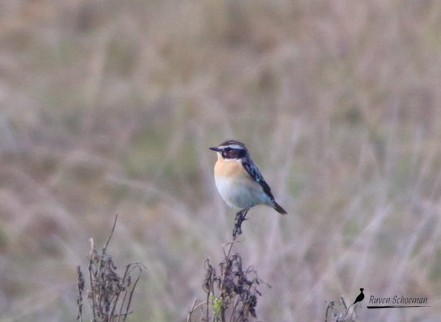 Whinchat - ML618808522