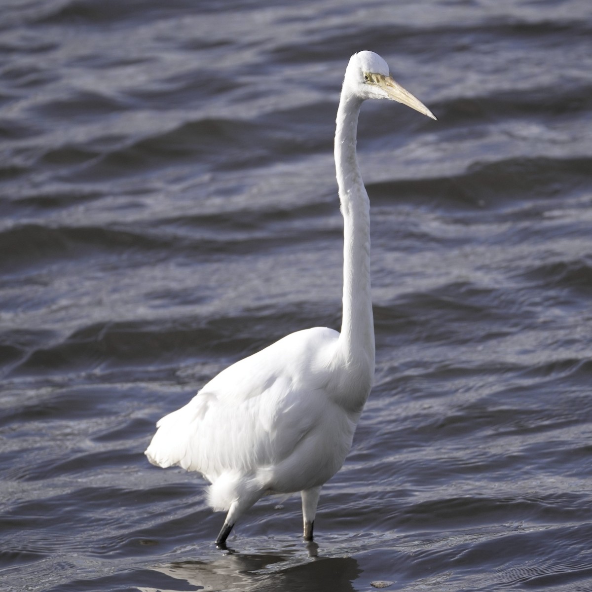 Great Egret - Patrick Lam