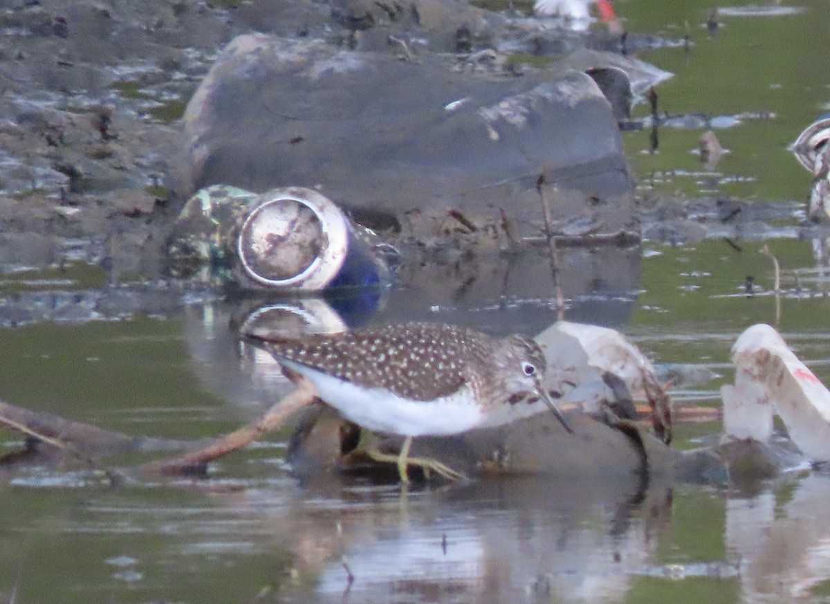 Solitary Sandpiper - Nate Bond