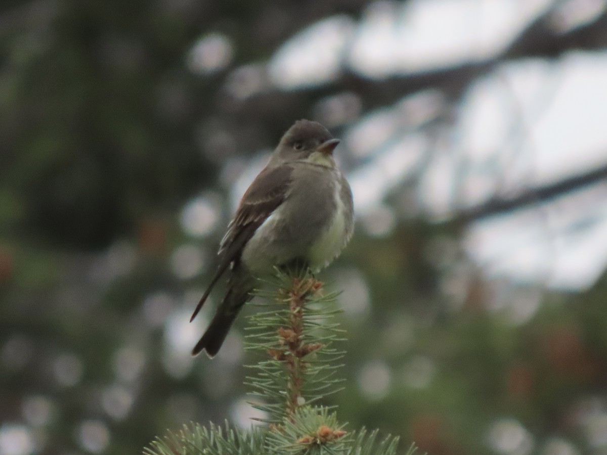 Olive-sided Flycatcher - Nate Bond