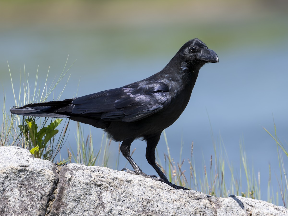 Large-billed Crow (Large-billed) - Takashi Miki