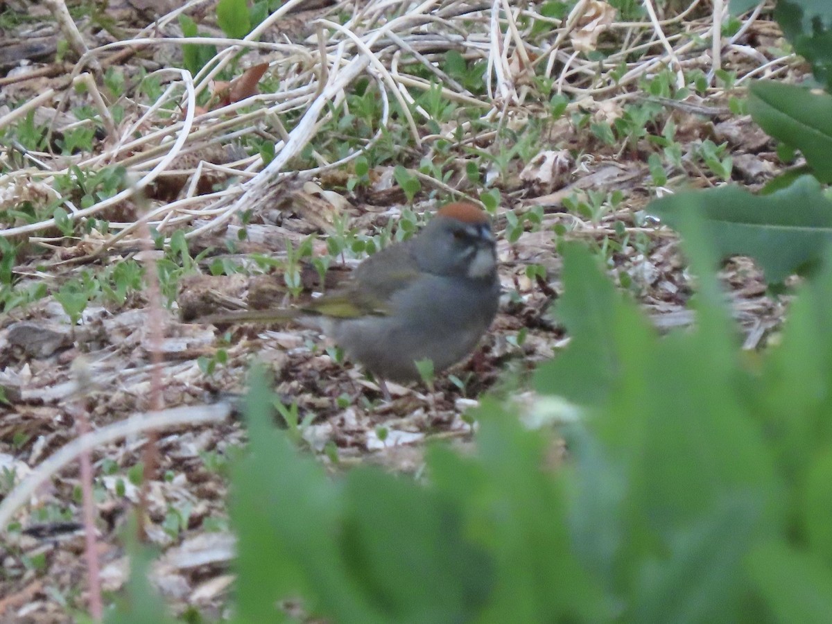 Green-tailed Towhee - Nate Bond