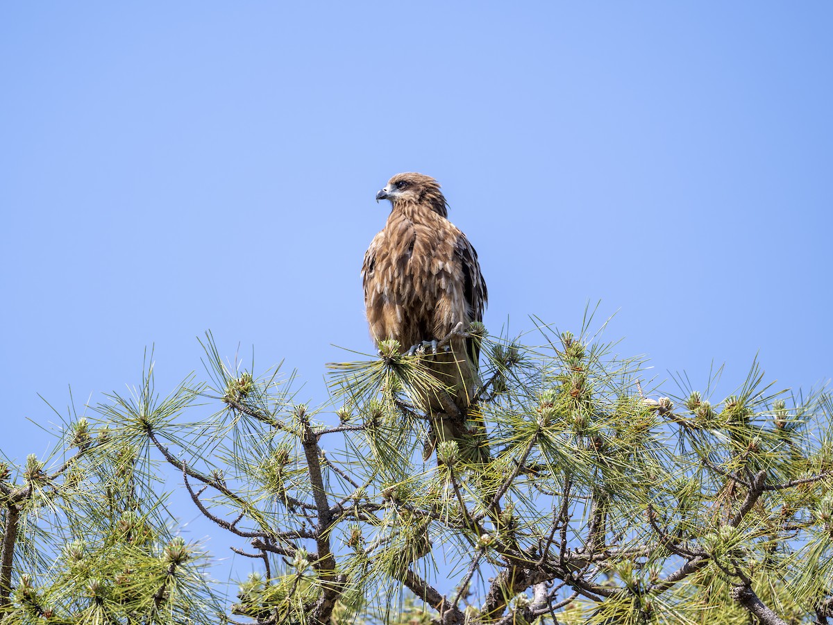 Black Kite - Takashi Miki