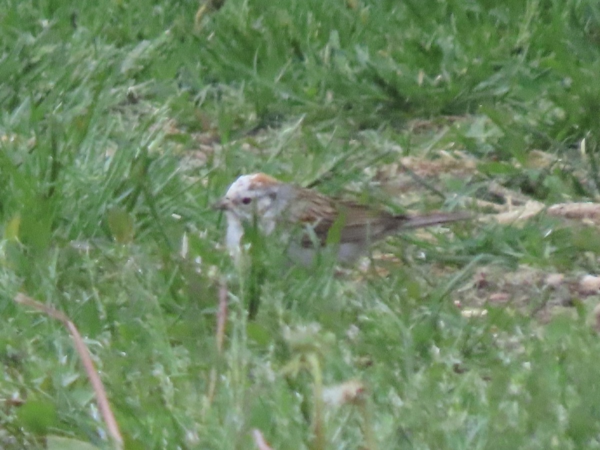 Chipping Sparrow - Nate Bond