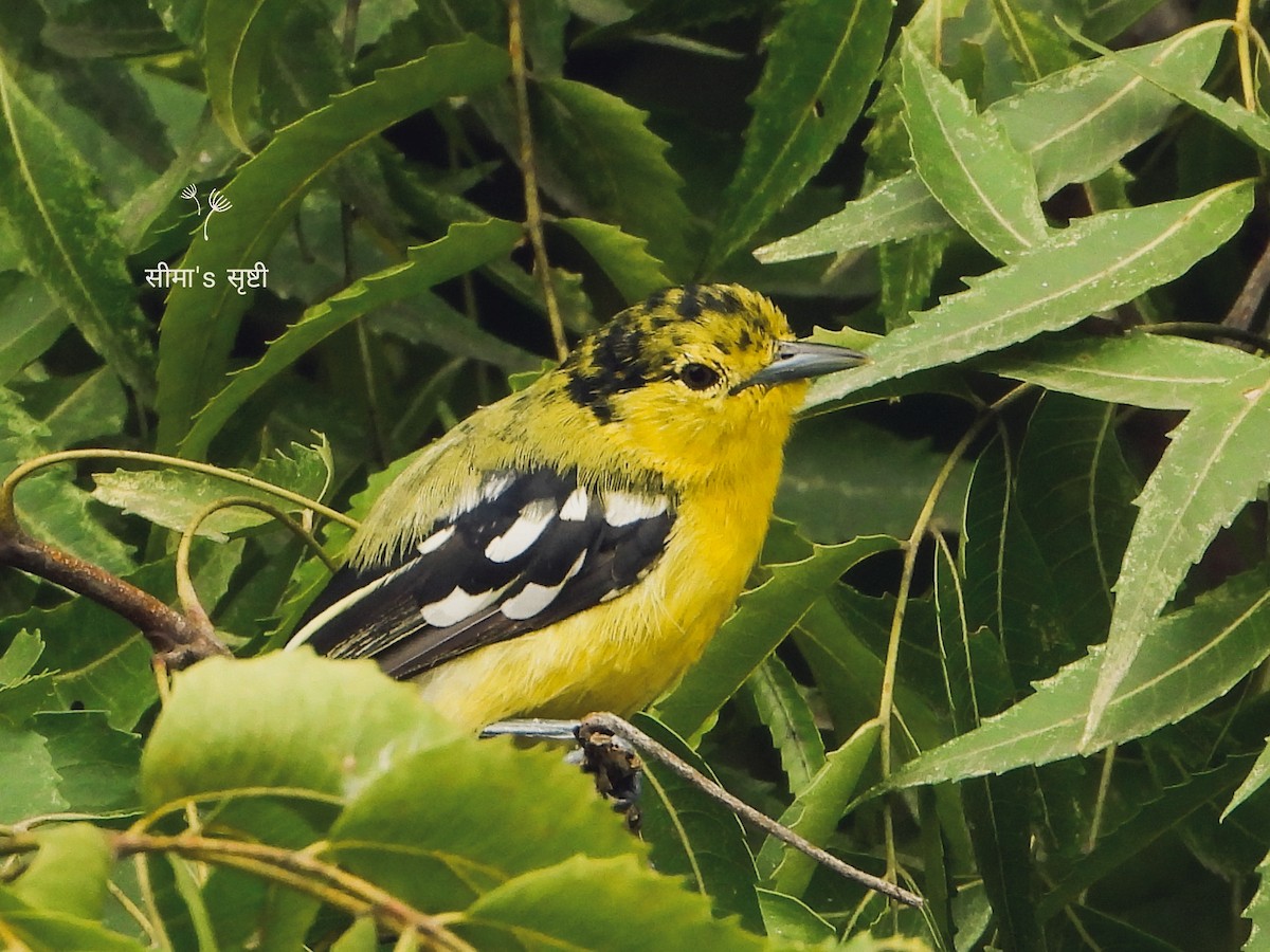 Common Iora - Seema Tangadpalliwar