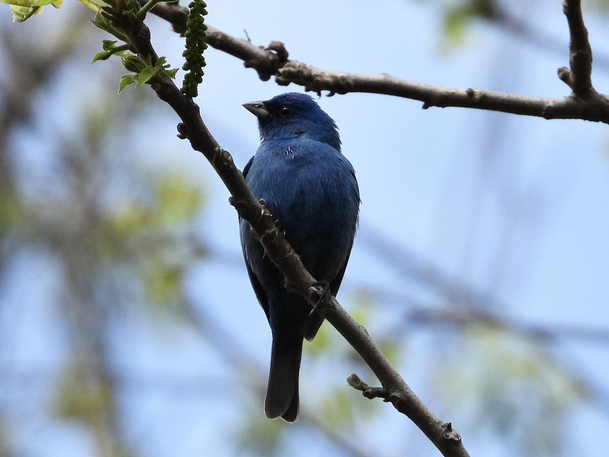 Indigo Bunting - Rita Christie