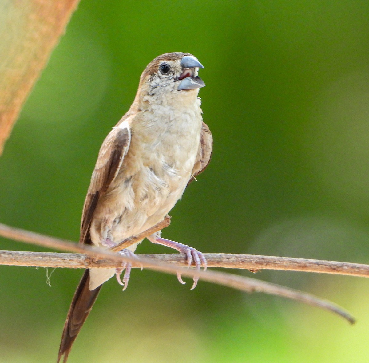 Indian Silverbill - Seema Tangadpalliwar