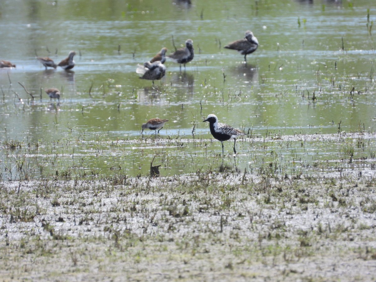 Black-bellied Plover - Pauline DesRosiers 🦉