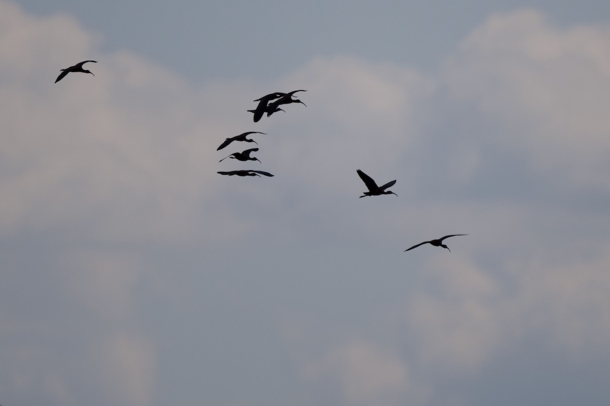 Glossy Ibis - ML618808611