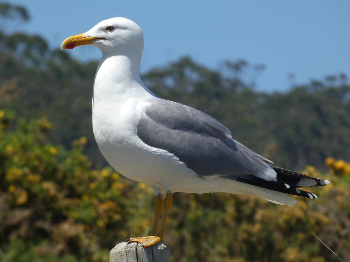 Yellow-legged Gull - Álvaro Pérez Pérez