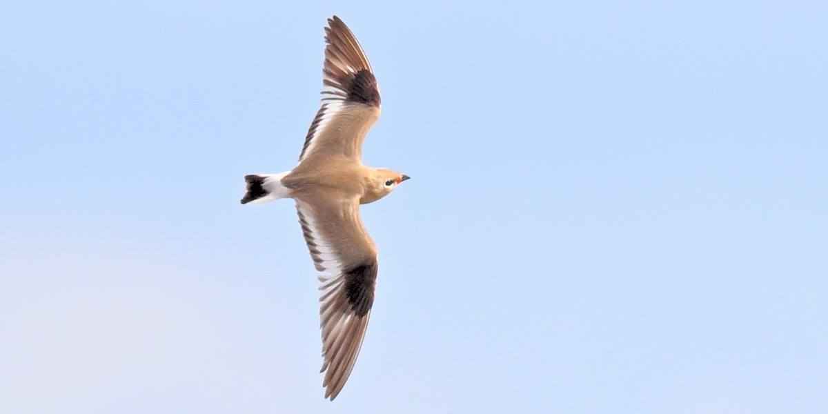 Small Pratincole - Subramniam Venkatramani