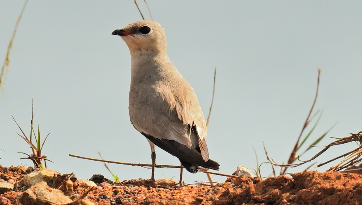 Small Pratincole - ML618808628