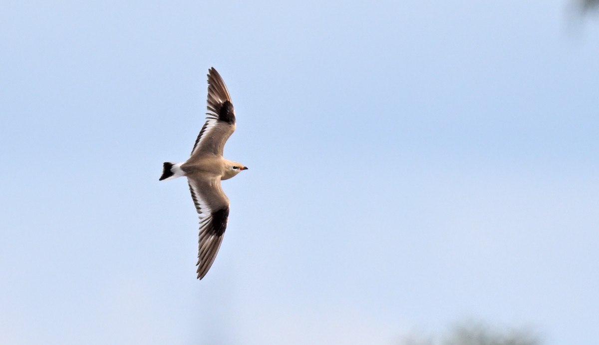 Small Pratincole - Subramniam Venkatramani