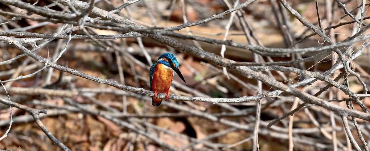 Common Kingfisher - Subramniam Venkatramani