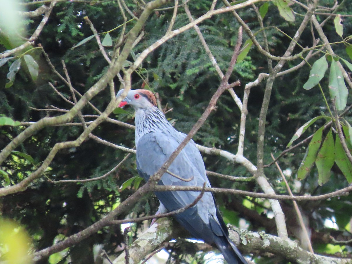 Topknot Pigeon - Rolo Rodsey