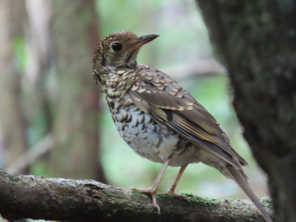 Russet-tailed Thrush - Rolo Rodsey