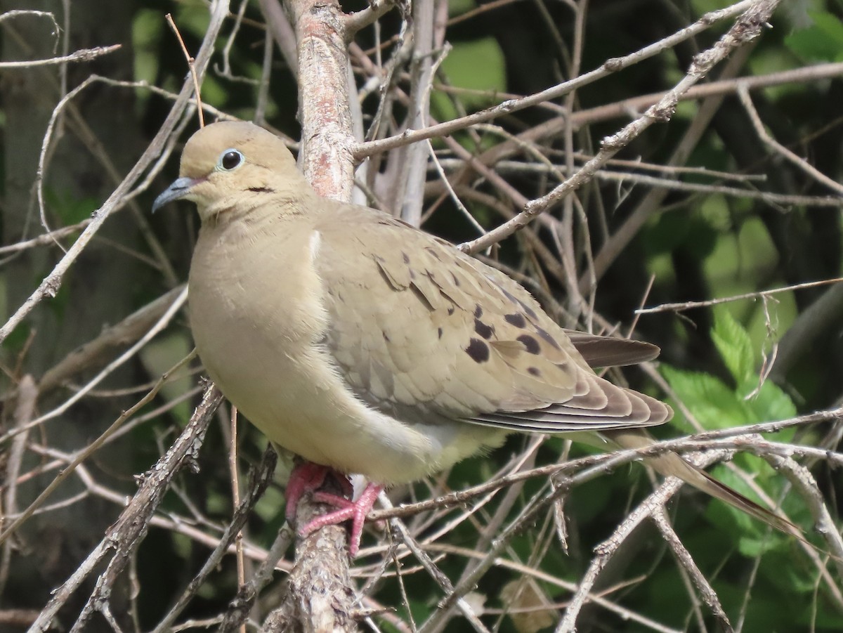 Mourning Dove - Nate Bond