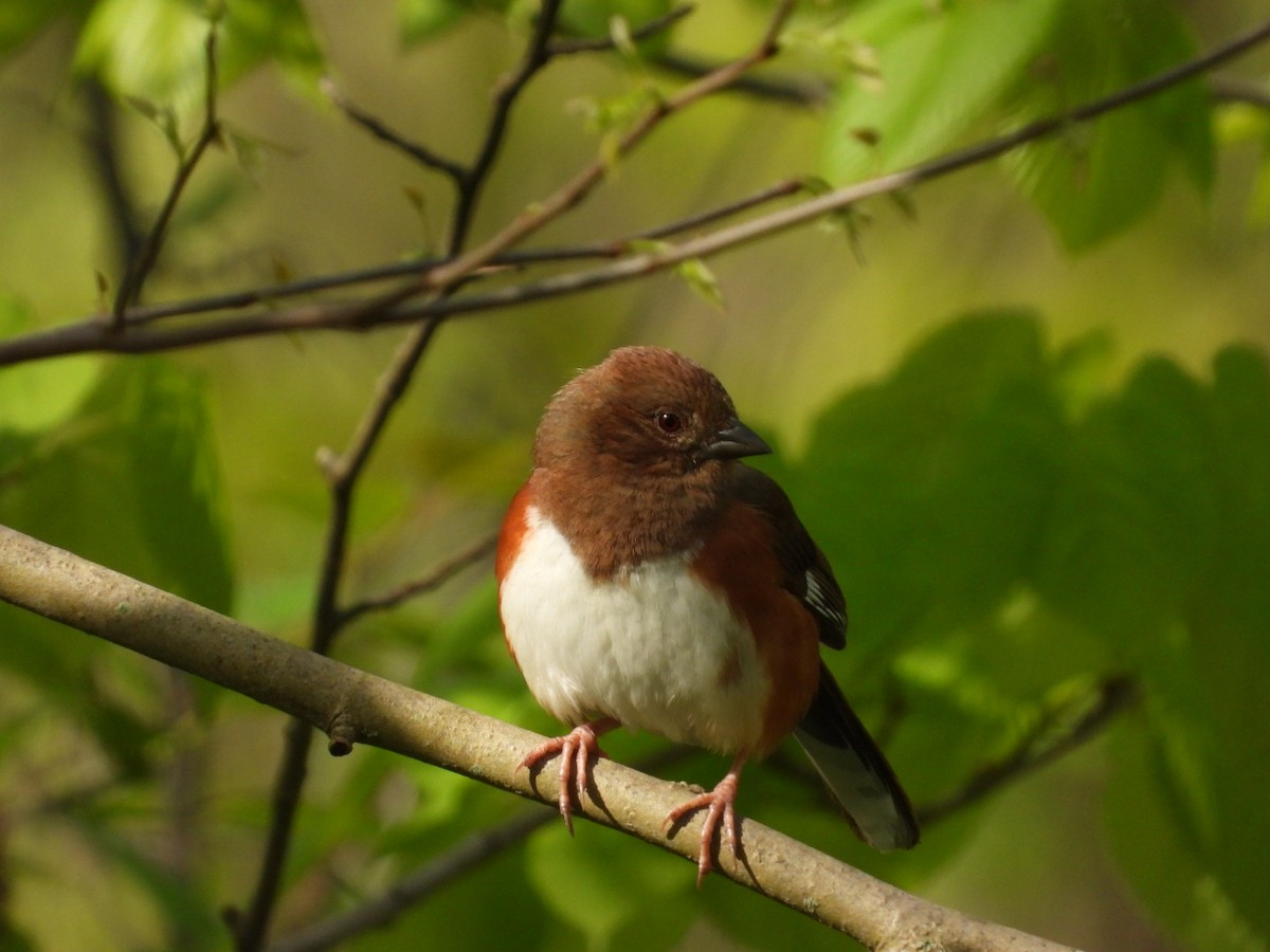 Eastern Towhee - Pauline DesRosiers 🦉