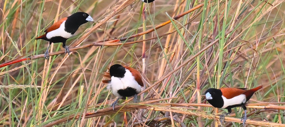 Tricolored Munia - ML618808658