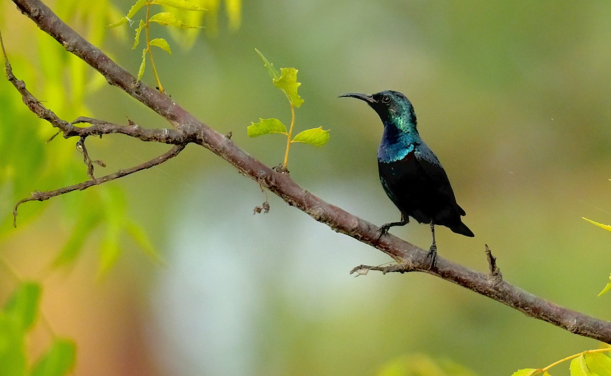 Purple Sunbird - Subramniam Venkatramani