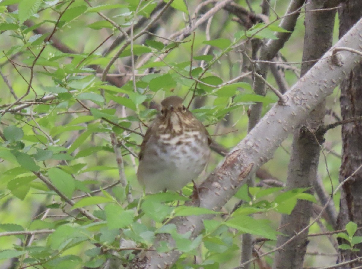 Swainson's Thrush - Nate Bond