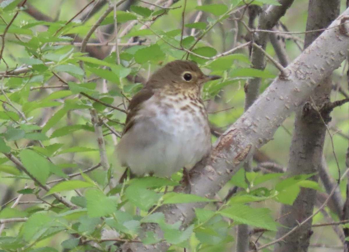 Swainson's Thrush - ML618808662