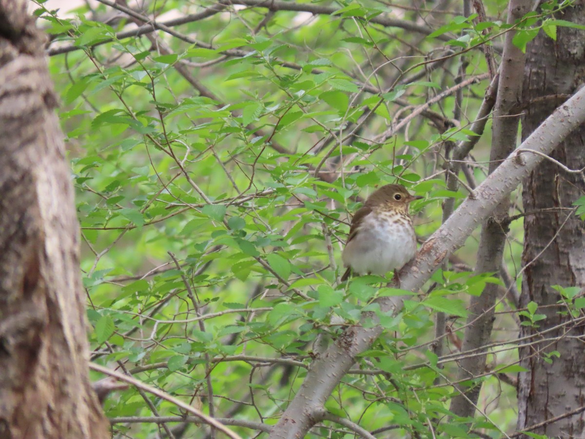 Swainson's Thrush - ML618808663