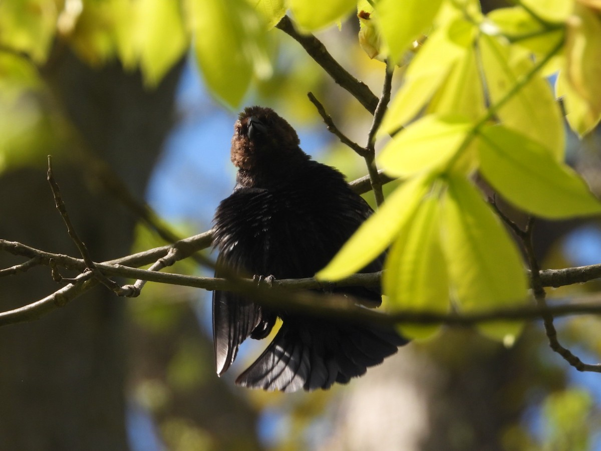 Brown-headed Cowbird - Pauline DesRosiers 🦉