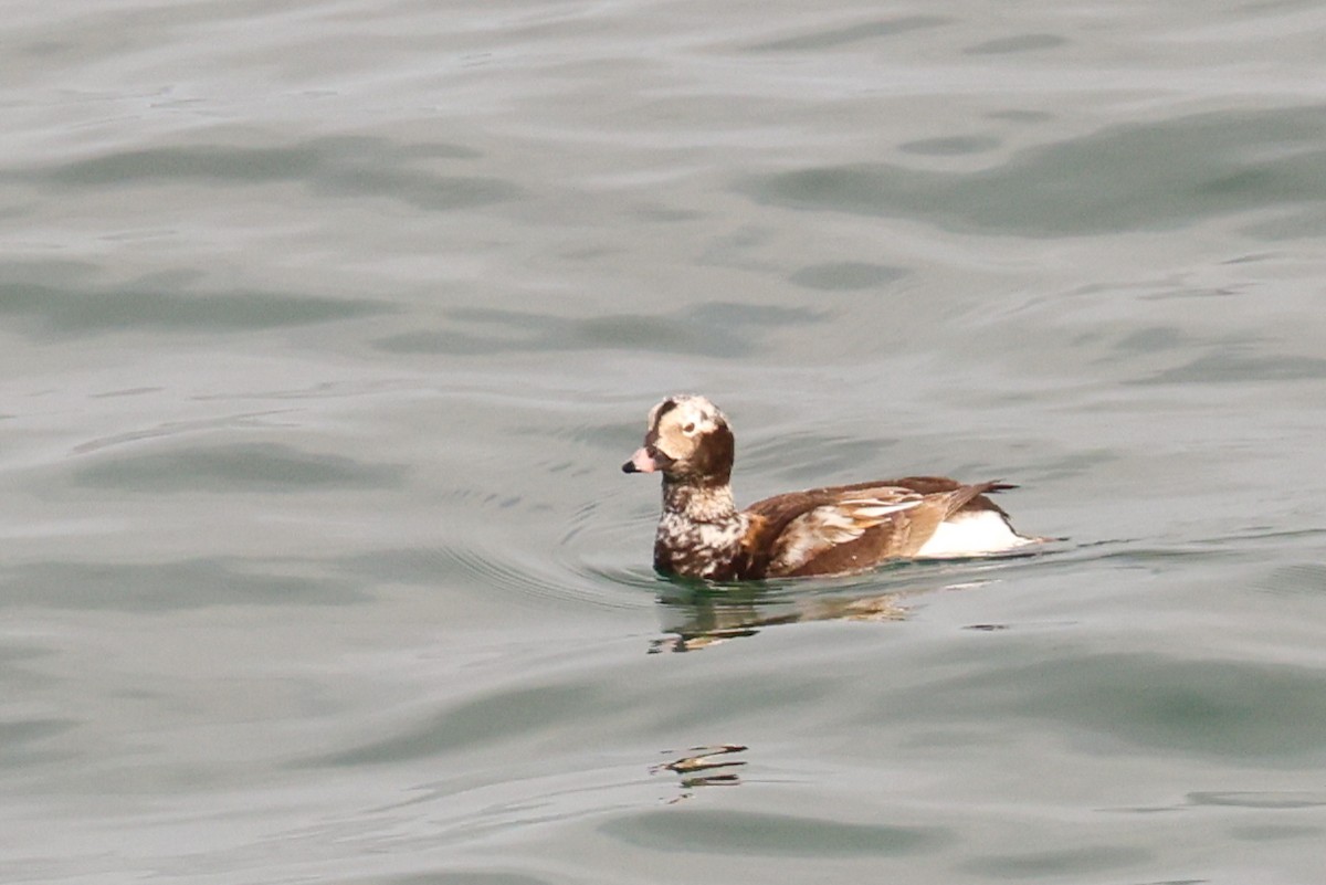 Long-tailed Duck - ML618808678