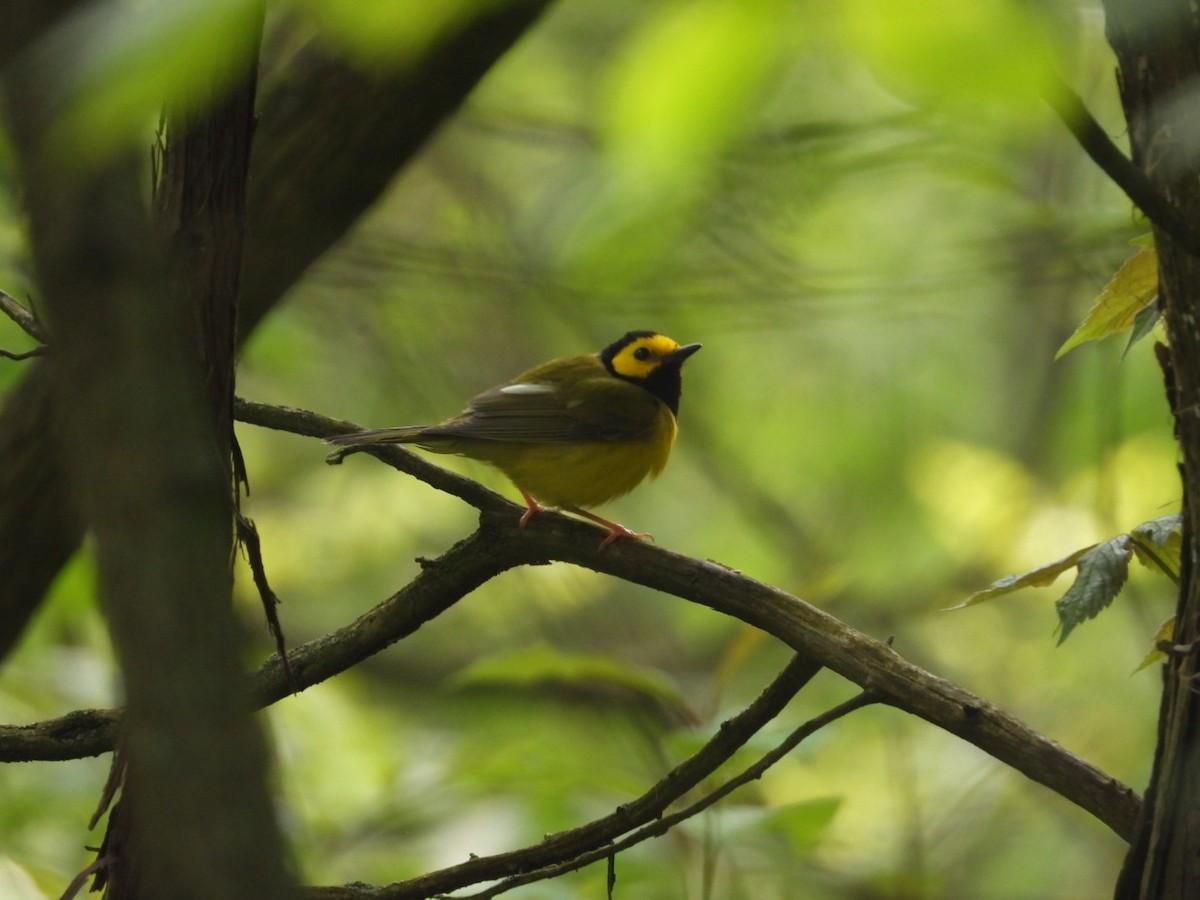 Hooded Warbler - Pauline DesRosiers 🦉