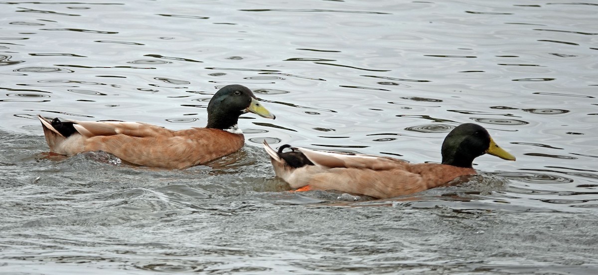 Mallard (Domestic type) - Russell Scott