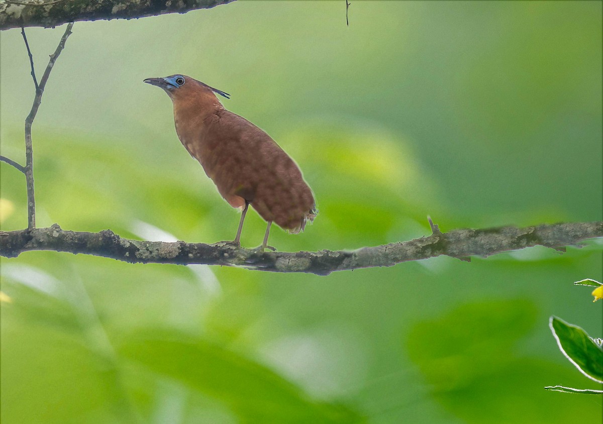 Malayan Night Heron - ML618808696