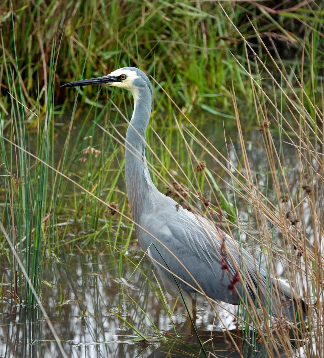 White-faced Heron - Russell Scott