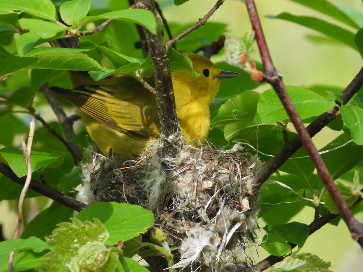 Yellow Warbler - Pauline DesRosiers 🦉