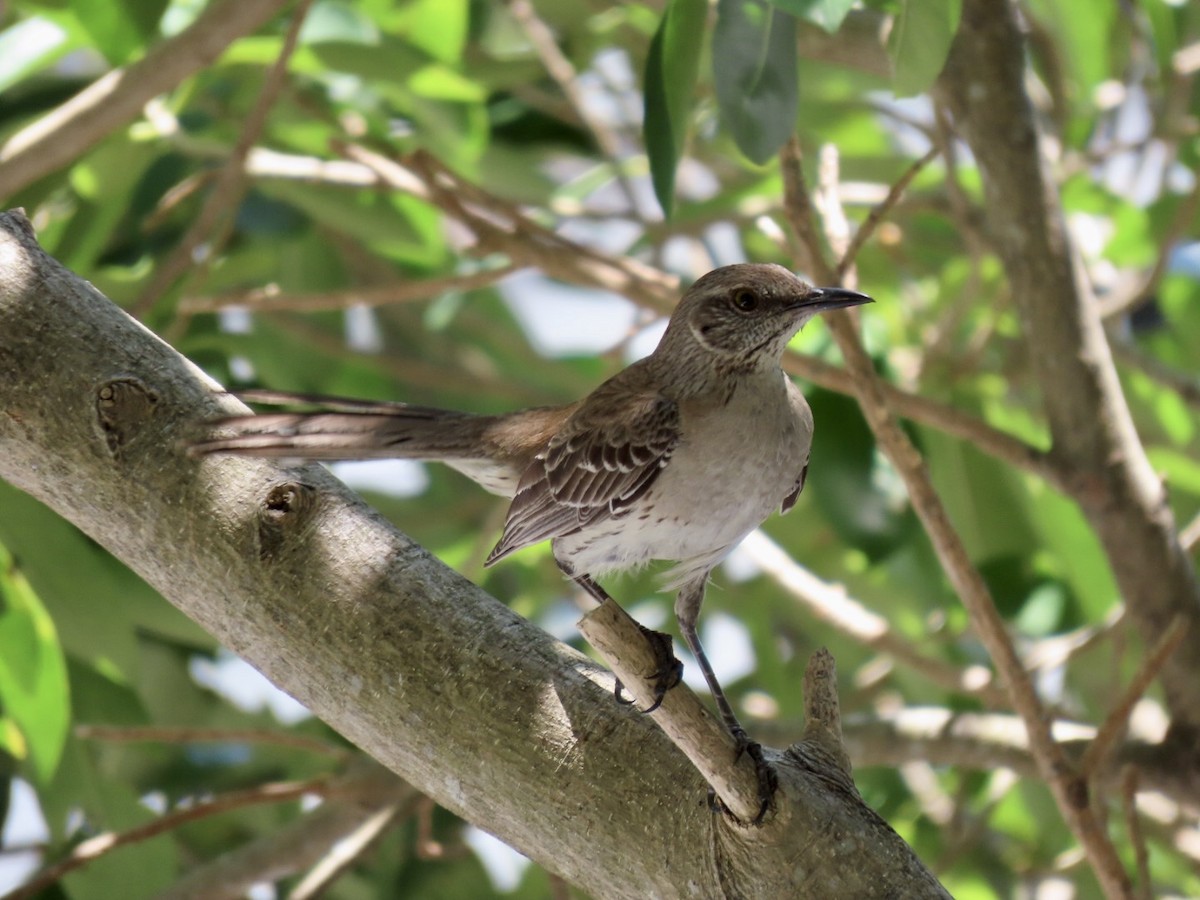 Bahama Mockingbird - Chad Aldridge