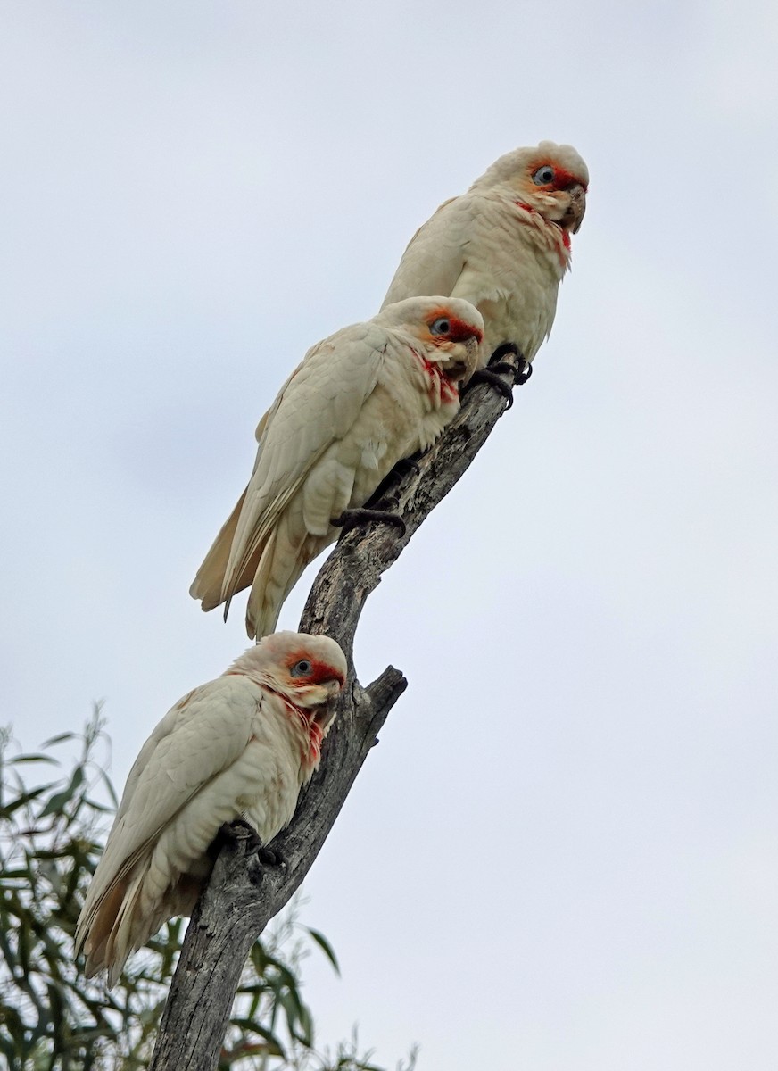 Long-billed Corella - Russell Scott