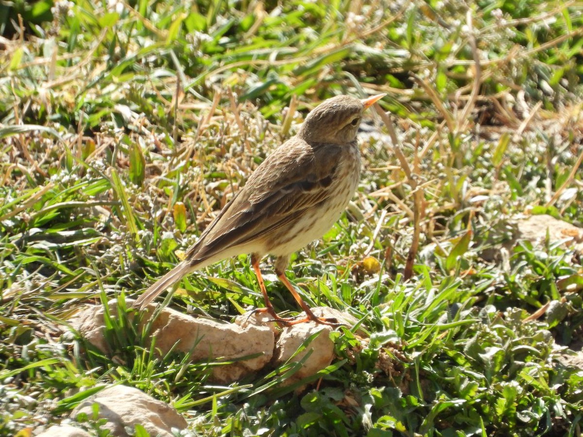 American Pipit - ML618808744