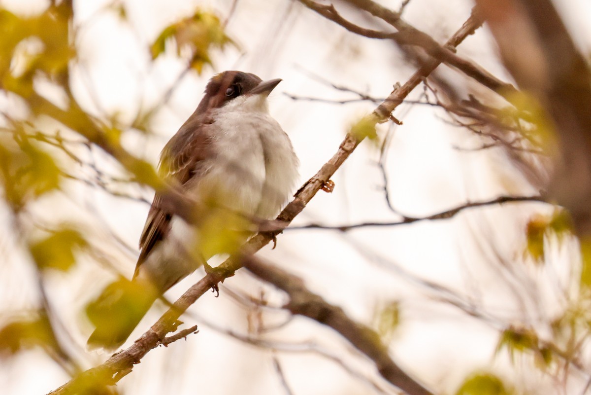 Eastern Kingbird - Ian Somerville