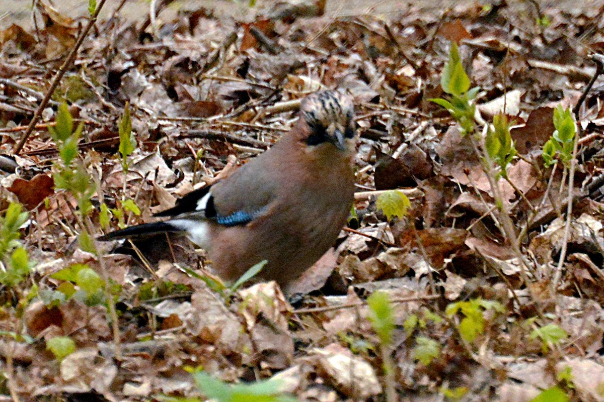 Eurasian Jay - Svetlana Fomicheva