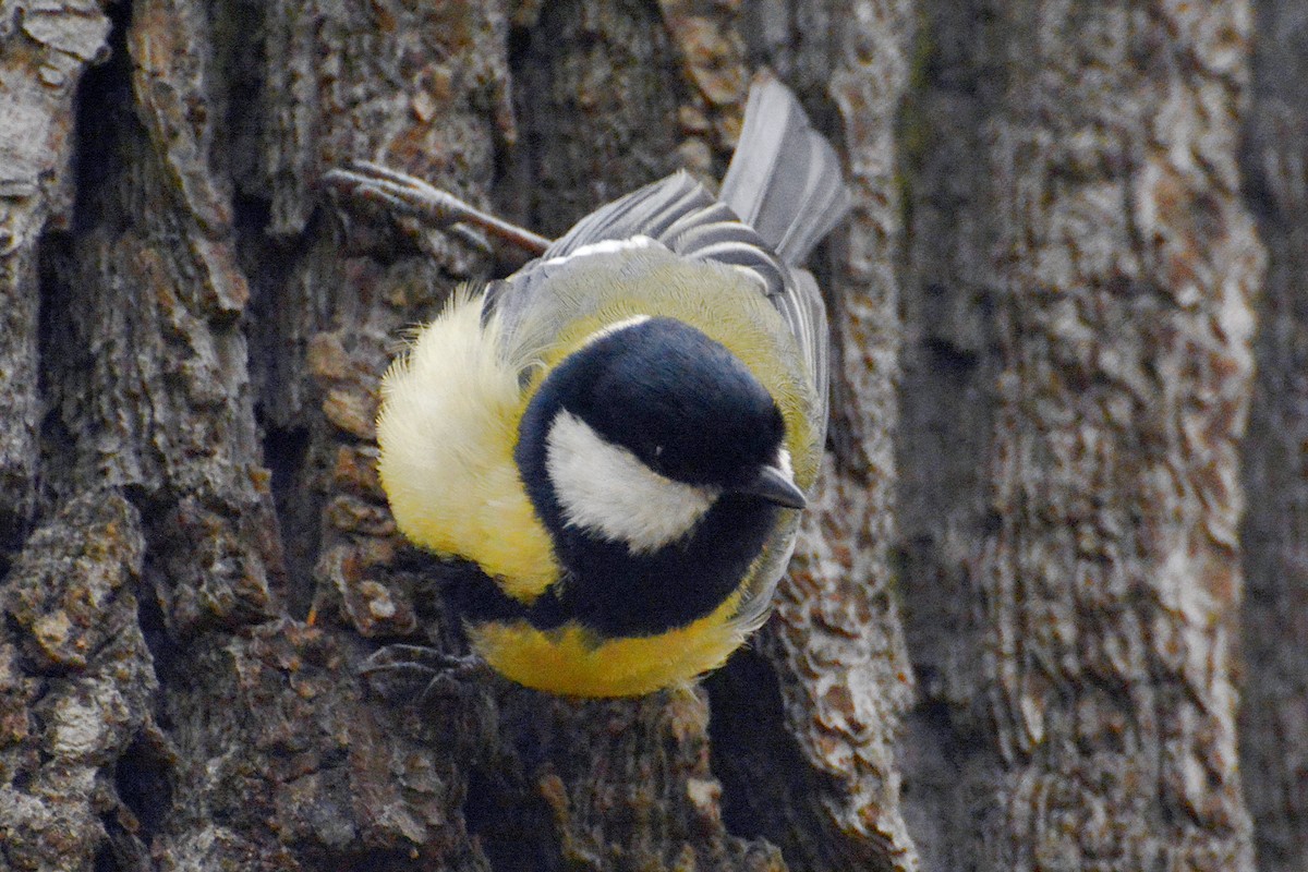 Great Tit - Svetlana Fomicheva