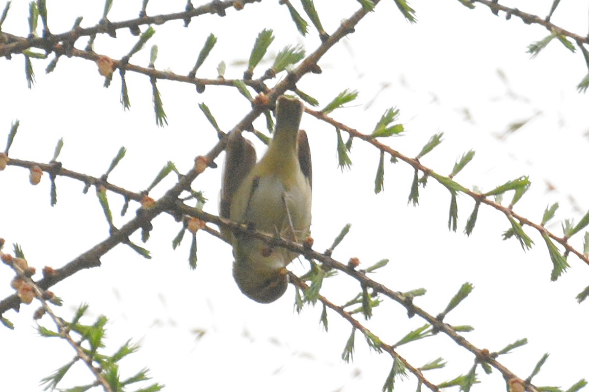 Willow Warbler - Svetlana Fomicheva